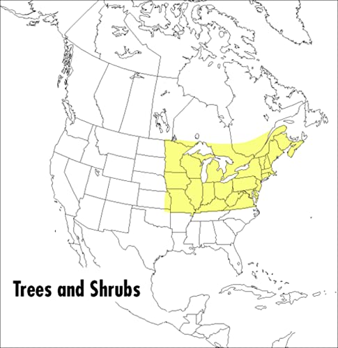 A Field Guide to Trees and Shrubs: Northeastern and north-central United States and southeastern and south-central Canada (Peterson Field Guides)