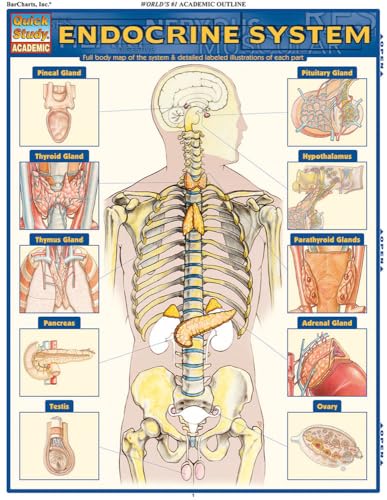 Endocrine System: QuickStudy Laminated Anatomy Reference Guide (Quick Study Academic)