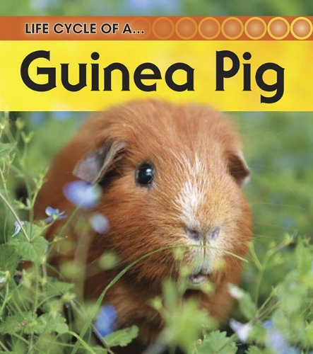 Life Cycle of a Guinea Pig