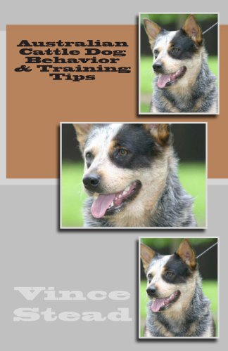 Australian Cattle Dog Behavior & Training Tips