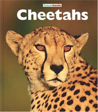 Cheetahs: Big Cats