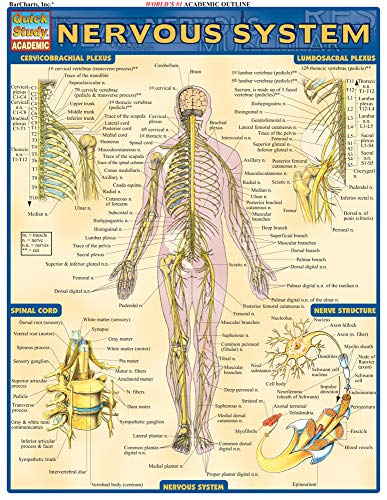 Nervous System: QuickStudy Laminated Reference Guide