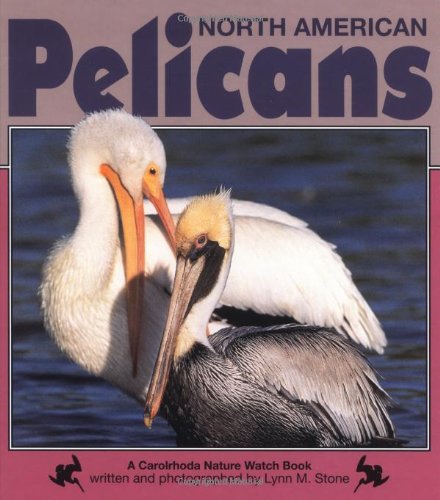 North American Pelicans