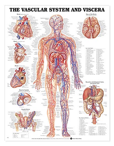 Vascular System and Viscera Anatomical Chart