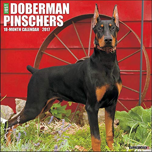 Just Dobermans 2017 Wall Calendar