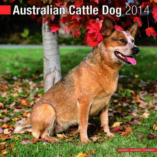 Australian Cattle Dog 2014 Wall Calendar