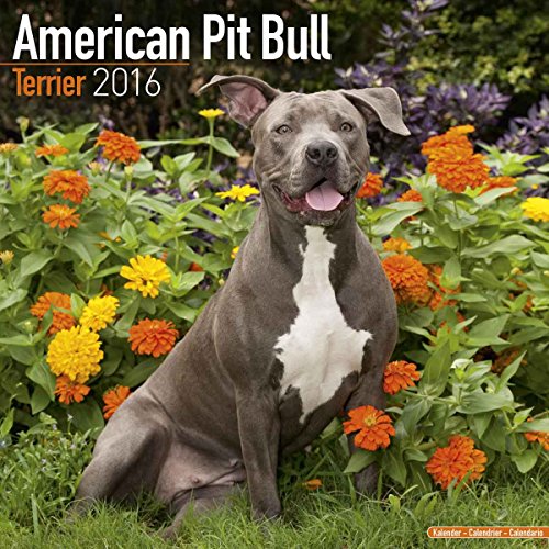American Pit Bull Terrier Calendar - Only Dog Breed American Pit Bull Terriers Calendar - 2016 Wall calendars - Dog Calendars - Monthly Wall Calendar by Avonside