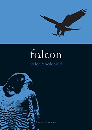Falcon (Animal Series)