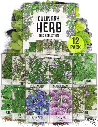 Seed Needs Herb Seeds Variety Pack Culinary Herb Collection (12 Individual Packets for Planting Indoors or Outdoors) Grow Your Own Herb Garden - Heirloom, Non-GMO