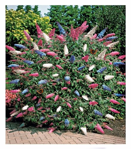 BALDUR Garten dreifarbiger Schmetterlingsstrauch 'Papillion Tricolor', 1 Pflanze, Buddleja davidii, Buddleia Schmetterlingsflieder, Sommerflieder, winterhart, trockenresistent, bienenfreundlich