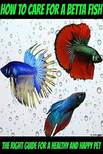 How to care for a betta fish – The right guide for a healthy and happy pet