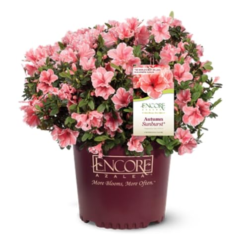 Encore Azalea Autumn Sunburst (1 Gallon) Coral Pink and White Flowering Plants - Full Sun Live Outdoor Plant Evergreen Rhododendron