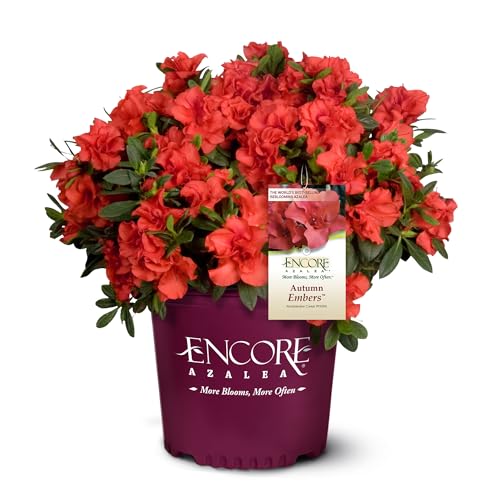 1 Gallon Encore Azalea Autumn Embers Shrub