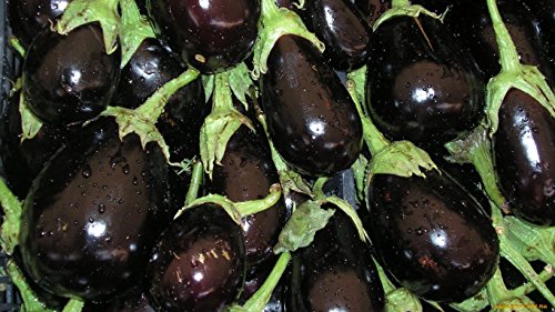 Eggplant Black Beauty Seeds Vegetable Original from Ukraine 0.5 gram
