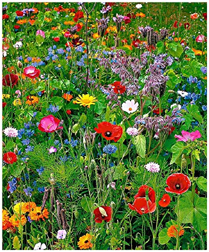 Lot de 100 graines de Fleurs sauvages en mélange - annuelles et vivaces