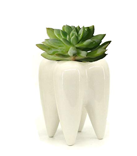 MONMOB Ceramic Tooth Shaped Pen Pencil Toothbrush Holder Pot Succulent Plant Pot Home Office School Dentists Gift Ideal Gifts for Women, Mom or Birthdays