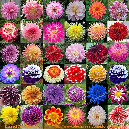 36 Types Perennial Dahlia Flower Seed, 100 Seeds/Pack, Rare Dahlia Pinnata Bonsai Seed Ornamental Flower DIY Garden-WANCHEN