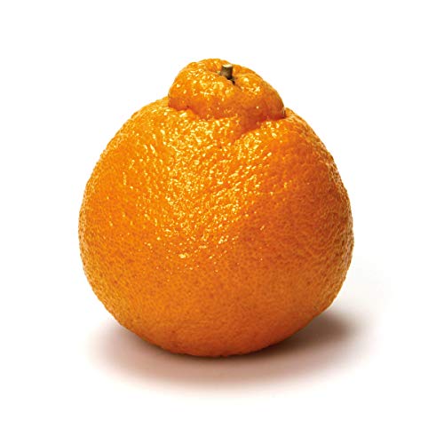 Dekopon Mandarin, 1 Each