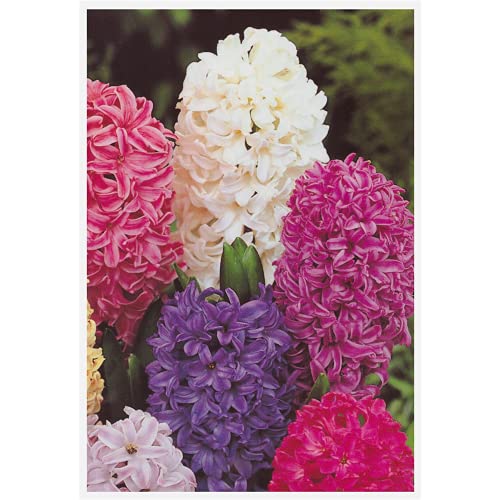 Hyazinthe 3er Tuff Trio Farbmix - Hyacinthus orientalis 3er Tuff Trio Farbmix in rosa, blau und weiß, 3 Zwiebel im Topf 12 cm vorgetrieben - 3 Töpfe a 12 cm