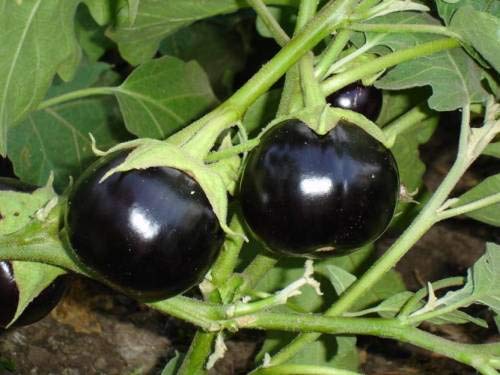 Shopvise Brinjal semences (25 par paquet)