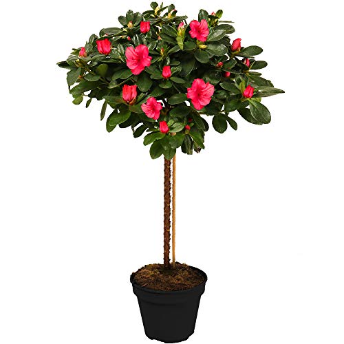 Azalea Japonica Tree | Trees for Small Gardens Border Patio Potted Plants | Lollipop Stem Trees | Red, White, Pink, Bicolour, Orange & Purple | 2-3ft (Red)