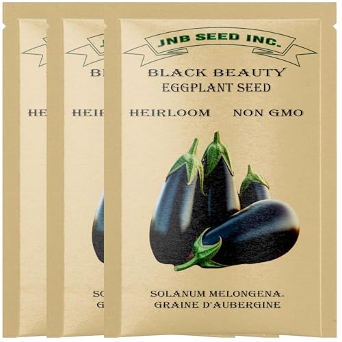 Black Beauty Eggplant Seeds for Planting (500+ Seeds) 3 Packs Heirloom Non-GMO Seeds Vegetable Gardening. (Packaging Design May Vary)