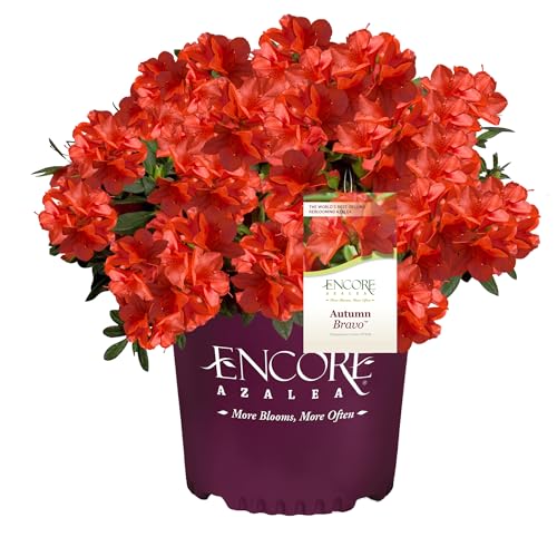 Encore Azalea Autumn Bravo Shrub, 1 Gal, Blazing Red