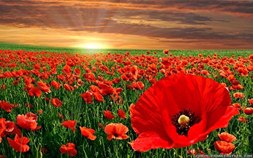 The Poppy Warlords: A Chris Jones Adventure