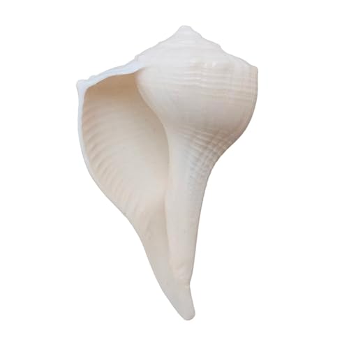 Abhimantrit Dakshinavarti Shankh White Valampuri Sangu Pooja Shankh Original Right Hand Lakshmi Conch Rare for Worship Hindu Religious - Natural Abhishek Shankh Shell Sangu 1.5" inch (4 Centimeter)