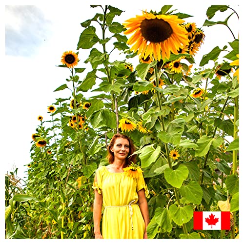 300 pcs Giant Mammoth Sunflower Seeds for Planting in Canada Megapack - Helianthus Annuus