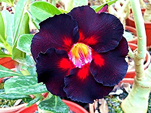 Platone's Live Adenimum Sabi star, kudu, mock azalea, impala lily and desert rose xpsl-88