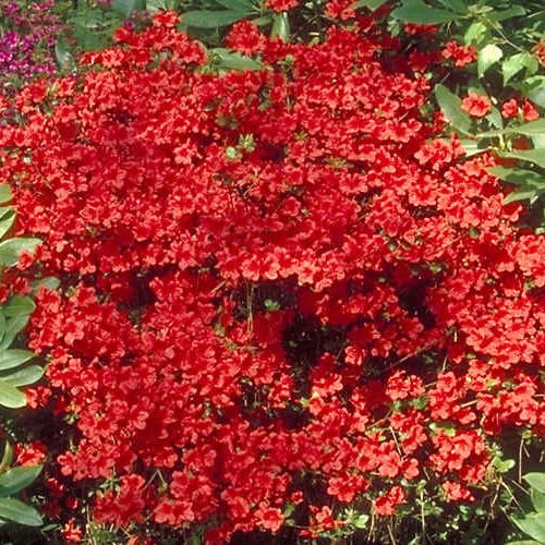 Gardeners Dream 1 x Azalee Winterhart 'Geisha RED' - Japanische Azalee Winterharte Pflanzen für Garten & Balkon - Winterharte Kübelpflanzen - Blühende Sträucher Winterhart Mehrjährig im Topf