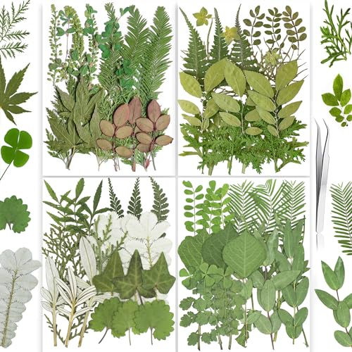 85PCS Real Dried Pressed Leaf Leaves, YouthBro Green Nature Plant Herbarium Set for DIY Jewelry Candle Soap Vase Making Nail Card Scrapbook Art Craft Floral Decors,28 Styles Green Mixed