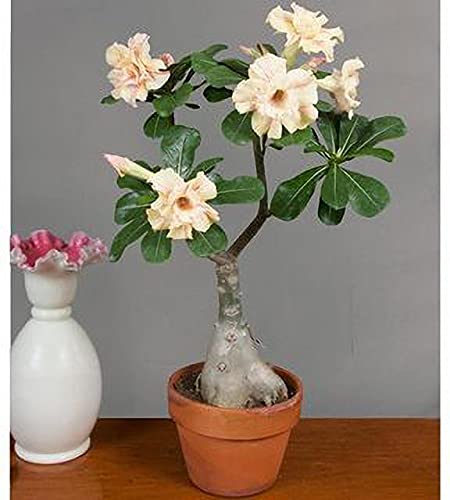 Platone_Adenium PlantAdenimum Sabi star, kudu, mock azalea, impala lily and desert rose xpsl-50Adenimum Sabi star, kudu, mock azalea, impala lily and desert rose xpsl-50
