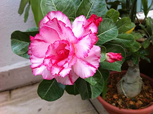 Corofitam_Adenium PlantAdenimum Sabi star, kudu, mock azalea, impala lily and desert rose