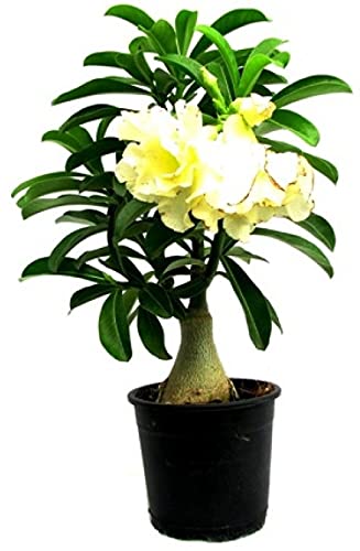 Platone_Adenimum Sabi star, kudu, mock azalea, impala lily and desert rose One Healthy Plant In a Plastic Bag_xspl-M458