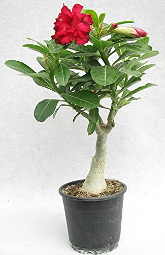 Zomoloco_Adenimum Sabi star, kudu, mock azalea, impala lily and desert rose_One Healthy Plant In a Plastic Bag_xspl-M473