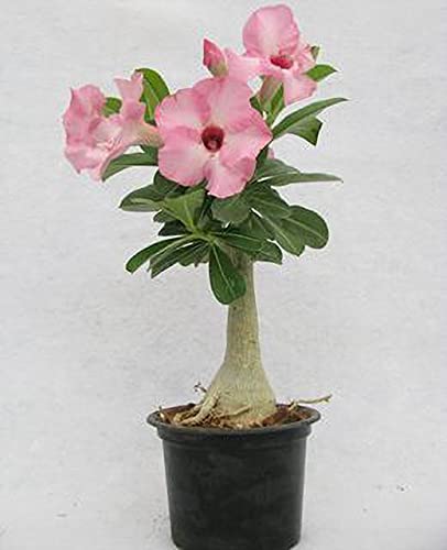 Zomoloco_Adenium Plant-Adenimum Sabi star, kudu, mock azalea, impala lily and desert rose xpsl-53