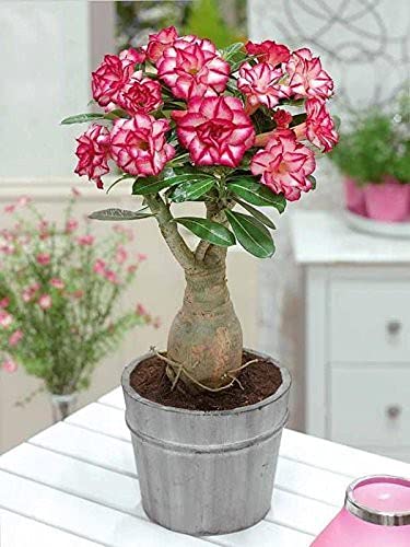Zomoloco_Adenium Plant-Adenimum Sabi star, kudu, mock azalea, impala lily and desert rose xpsl-16