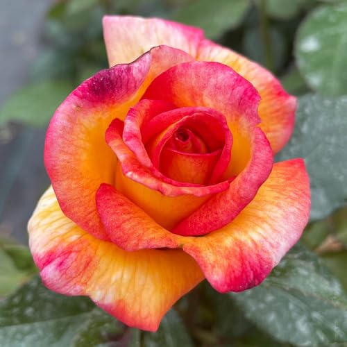 YouGarden Rose 'Sheila's Perfume', Established Plant in 3 Litre Pot, Ready to Plant, Potted Rose for Containers, Beds, and Borders, Fragrant Hybrid
