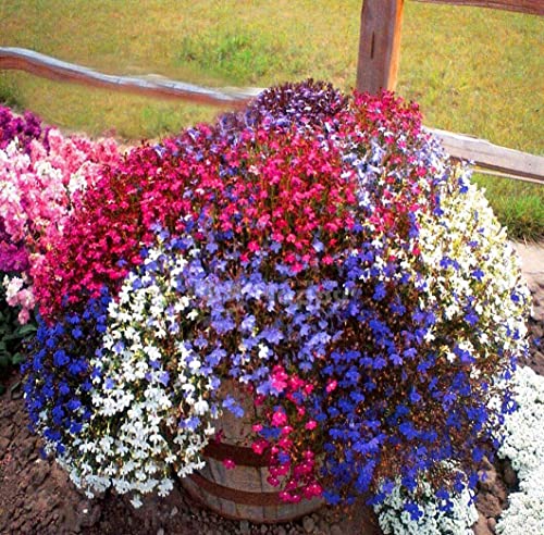 Trailing Lobelia Cascade Mix 7000 Seeds + Plant tag Lobelia Pendula Balcony Flower