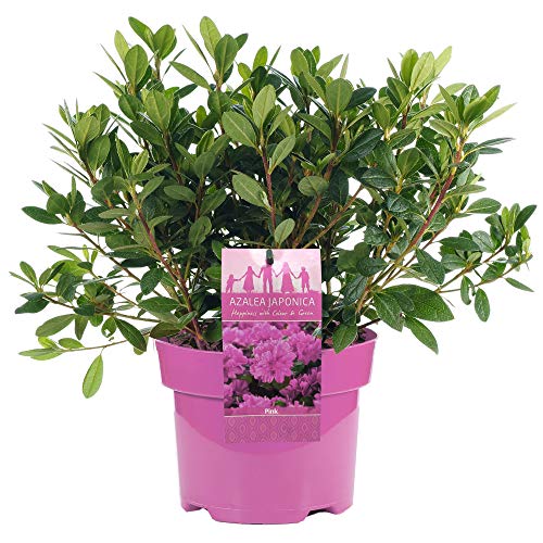 Azalea japonica Rosa Bunte immergrüne Gartenstrauchpflanze im 2L Topf