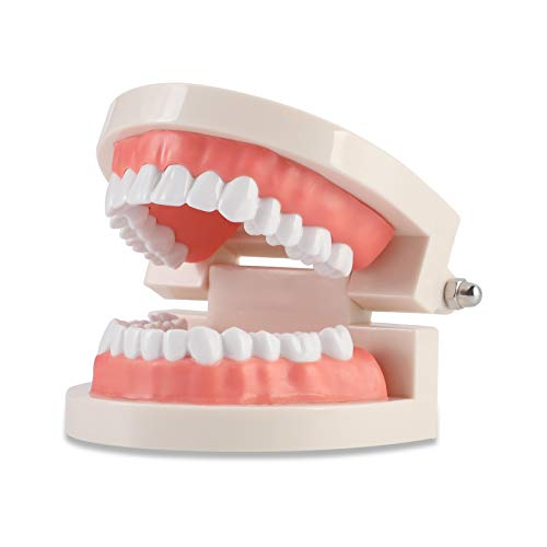 ZIBUYU� Dental Teeth Model Teaching Kids to Brush Standard Dental Teeth Model Dentist Demonstration Denture Model for Studying, Displaying - 1