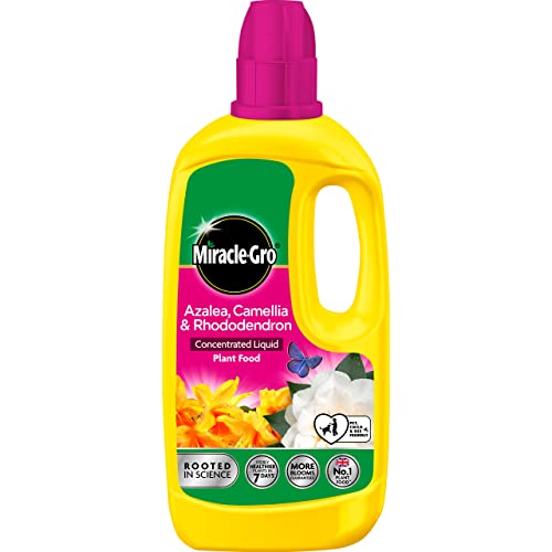 Miracle-Gro 121180 Azelia, Camellia & Rhododendron Concentrated Plant Food, 800 ml, Natural