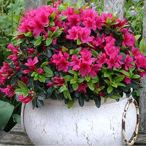 1 X ROSA AZALEE JAPANISCHER IMMERGRÜNER STRAUCH WINTERHARTE GARTENPFLANZE