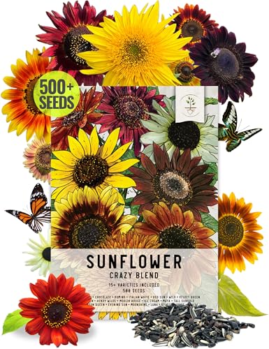 Seed Needs Sunflower Seeds to Plant The Original Crazy Blend | 500+ Heirloom Seeds 15+ Varieties Open Pollinated & Untreated | Resealable Bulk Package Multicolored Blooms Flower Seed