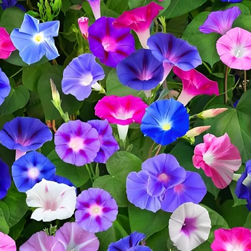 NO-GMO 80 Samen, Ipomea Morning Glory Flower Garten Samen Gemischte Farben Blumen Garten Samen Heirloom Samen