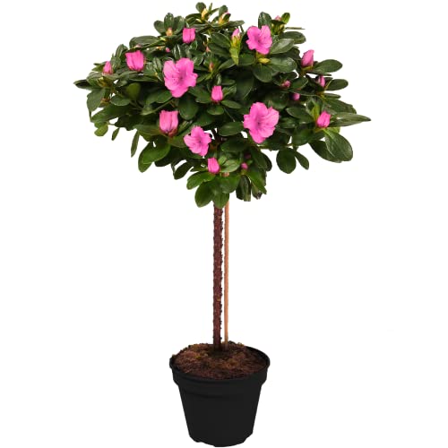 Gardeners Dream Japanische Azalee Winterhart (Azalea Japonica) - Azaleen Pflanzen Stamm - Rhododendron Pflanze - Winterharte Pflanzen für Garten - Rosa - Gesamthöhe von den Wurzeln ca. 75 cm