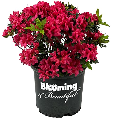 Blooming & Beautiful - Girard's Rose Azalea - 3 gal - Compact Evergreen Shrub - Showy Rose Pink Blooms - Blooms Mid-Spring - Zones 6-9 - Rhododendron 'Girard's Rose' - 3 Gallon Pot