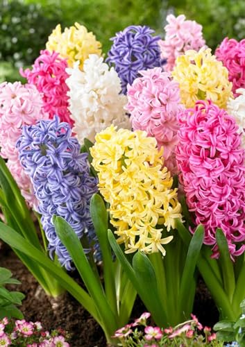 Gebdinsh Garden® Imported Hyacinth Flower Plants Bulbs For Outdoor Gardening (Pack Of 10 Bulbs)